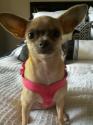 Luke's All Natural Pet Food Dog and Cat Photo Gallery