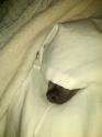 Luke's All Natural Pet Food Dog and Cat Photo Gallery