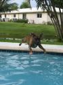 Luke's All Natural Pet Food Dog and Cat Photo Gallery