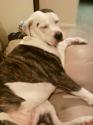 Luke's All Natural Pet Food Dog and Cat Photo Gallery