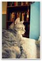 Luke's All Natural Pet Food Dog and Cat Photo Gallery