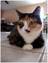 Luke's All Natural Pet Food Dog and Cat Photo Gallery