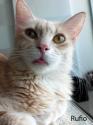 Luke's All Natural Pet Food Dog and Cat Photo Gallery