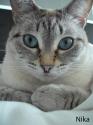 Luke's All Natural Pet Food Dog and Cat Photo Gallery