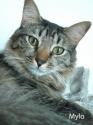 Luke's All Natural Pet Food Dog and Cat Photo Gallery