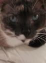 Luke's All Natural Pet Food Dog and Cat Photo Gallery