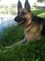 Luke's All Natural Pet Food Dog and Cat Photo Gallery