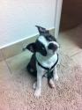 Luke's All Natural Pet Food Dog and Cat Photo Gallery
