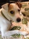 Luke's All Natural Pet Food Dog and Cat Photo Gallery
