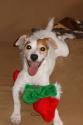 Luke's All Natural Pet Food Dog and Cat Photo Gallery