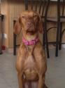 Luke's All Natural Pet Food Dog and Cat Photo Gallery