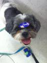 Luke's All Natural Pet Food Dog and Cat Photo Gallery