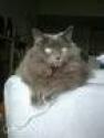 Luke's All Natural Pet Food Dog and Cat Photo Gallery