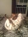 Luke's All Natural Pet Food Dog and Cat Photo Gallery