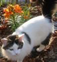 Luke's All Natural Pet Food Dog and Cat Photo Gallery