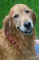 Luke's All Natural Pet Food Dog and Cat Photo Gallery