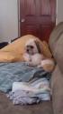 Luke's All Natural Pet Food Dog and Cat Photo Gallery
