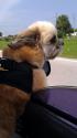 Luke's All Natural Pet Food Dog and Cat Photo Gallery