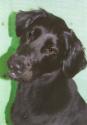 Luke's All Natural Pet Food Dog and Cat Photo Gallery