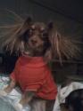 Luke's All Natural Pet Food Dog and Cat Photo Gallery