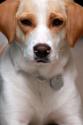 Luke's All Natural Pet Food Dog and Cat Photo Gallery