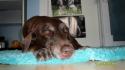 Luke's All Natural Pet Food Dog and Cat Photo Gallery