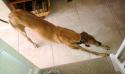 Luke's All Natural Pet Food Dog and Cat Photo Gallery