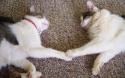 Luke's All Natural Pet Food Dog and Cat Photo Gallery