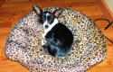 Luke's All Natural Pet Food Dog and Cat Photo Gallery