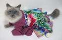 Luke's All Natural Pet Food Dog and Cat Photo Gallery