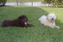 Luke's All Natural Pet Food Dog and Cat Photo Gallery