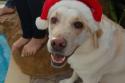Luke's All Natural Pet Food Dog and Cat Photo Gallery