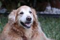 Luke's All Natural Pet Food Dog and Cat Photo Gallery