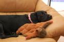 Luke's All Natural Pet Food Dog and Cat Photo Gallery