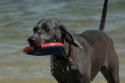 Luke's All Natural Pet Food Dog and Cat Photo Gallery