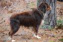 Luke's All Natural Pet Food Dog and Cat Photo Gallery