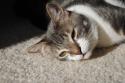 Luke's All Natural Pet Food Dog and Cat Photo Gallery