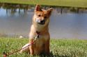 Luke's All Natural Pet Food Dog and Cat Photo Gallery