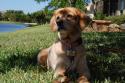 Luke's All Natural Pet Food Dog and Cat Photo Gallery