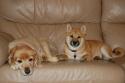 Luke's All Natural Pet Food Dog and Cat Photo Gallery