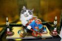 Luke's All Natural Pet Food Dog and Cat Photo Gallery