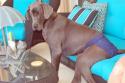 Luke's All Natural Pet Food Dog and Cat Photo Gallery