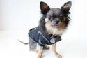 Luke's All Natural Pet Food Dog and Cat Photo Gallery