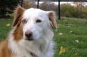 Luke's All Natural Pet Food Dog and Cat Photo Gallery