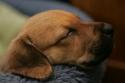 Luke's All Natural Pet Food Dog and Cat Photo Gallery