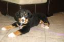 Luke's All Natural Pet Food Dog and Cat Photo Gallery