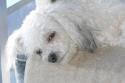 Luke's All Natural Pet Food Dog and Cat Photo Gallery