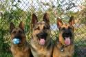 Luke's All Natural Pet Food Dog and Cat Photo Gallery