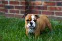 Luke's All Natural Pet Food Dog and Cat Photo Gallery