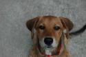 Luke's All Natural Pet Food Dog and Cat Photo Gallery